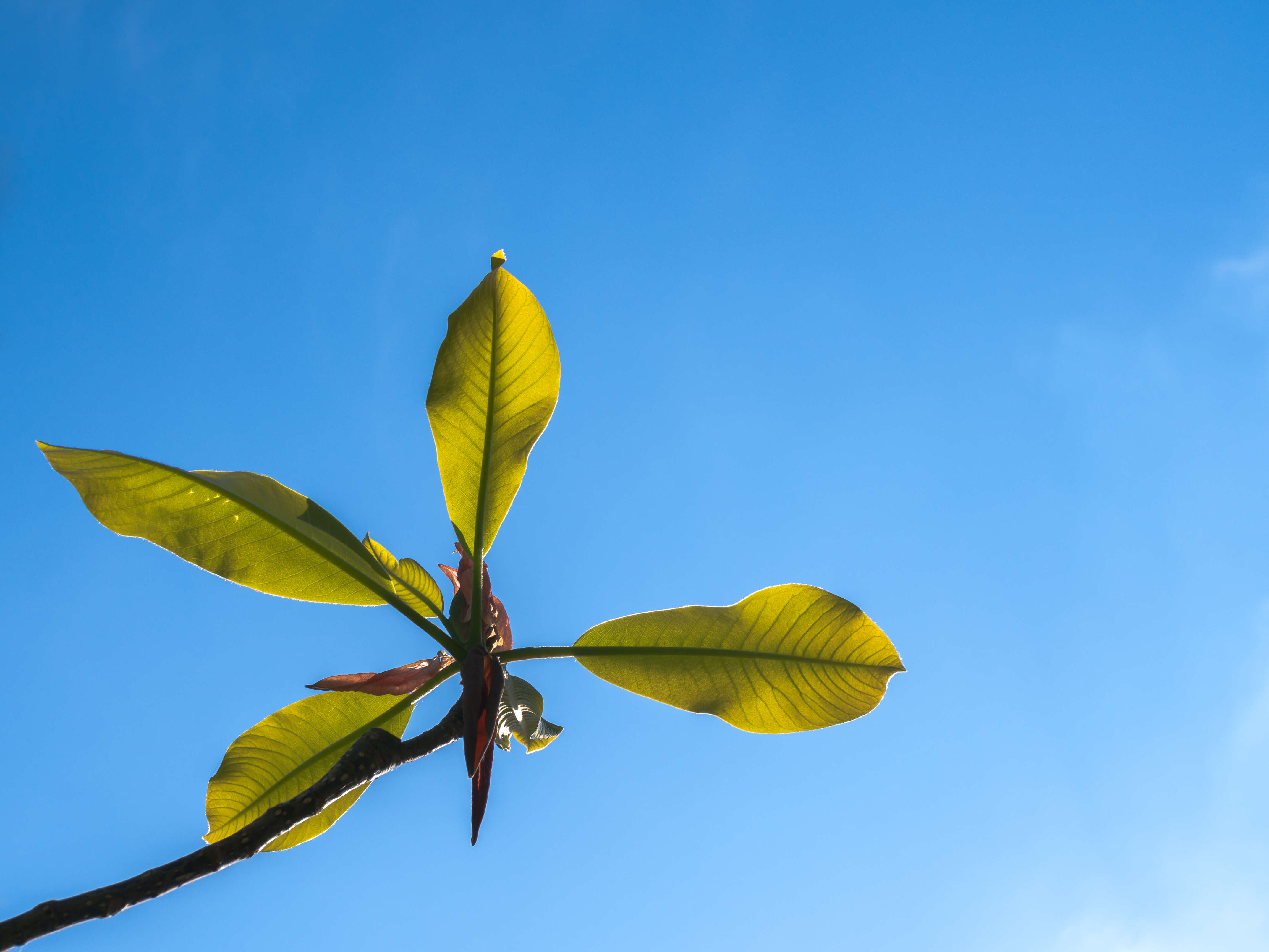 Image of Japanese Big Leaf Magnolia