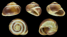 Image of Brown Lipped Snail