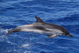 Image of Blue-white Dolphin