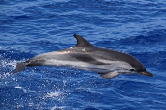 Image of Blue-white Dolphin