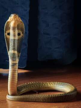 Image of Indian cobra