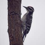 Image of Nuttall's Woodpecker