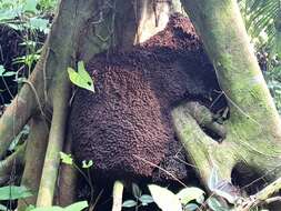 Image of Florida strangler fig