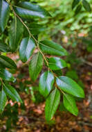 Imagem de Nothofagus moorei (F. Muell.) Krasser