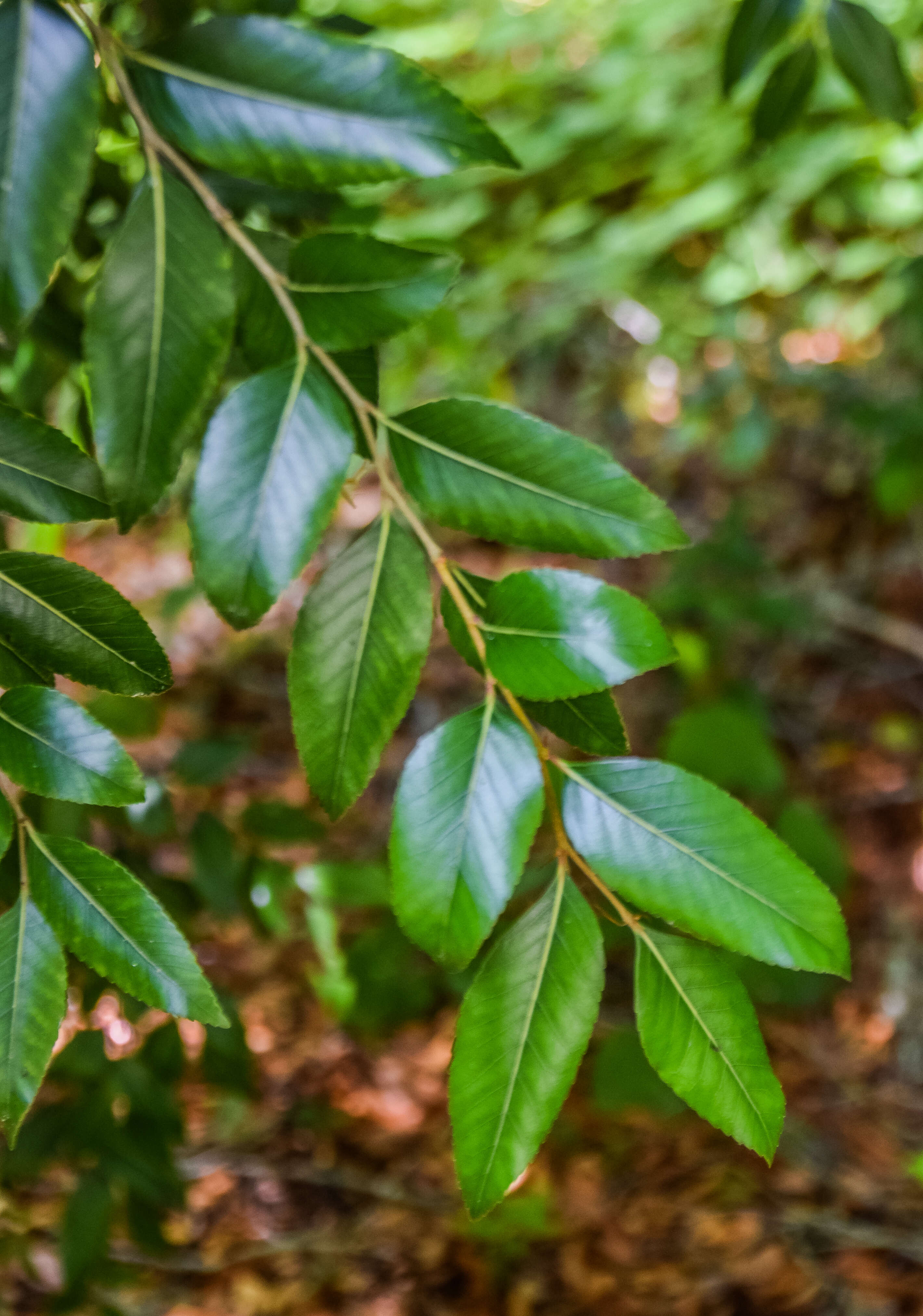 Imagem de Nothofagus moorei (F. Muell.) Krasser