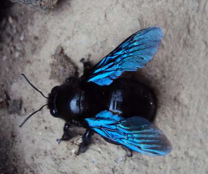 Imagem de Xylocopa violacea (Linnaeus 1758)