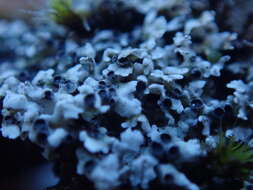 Image of Cow pie lichen