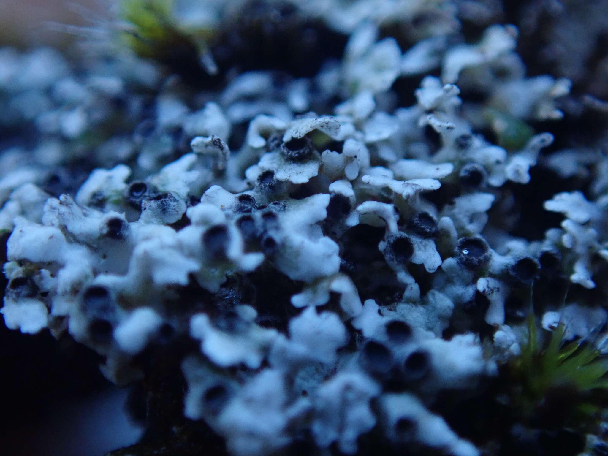 Image of Cow pie lichen