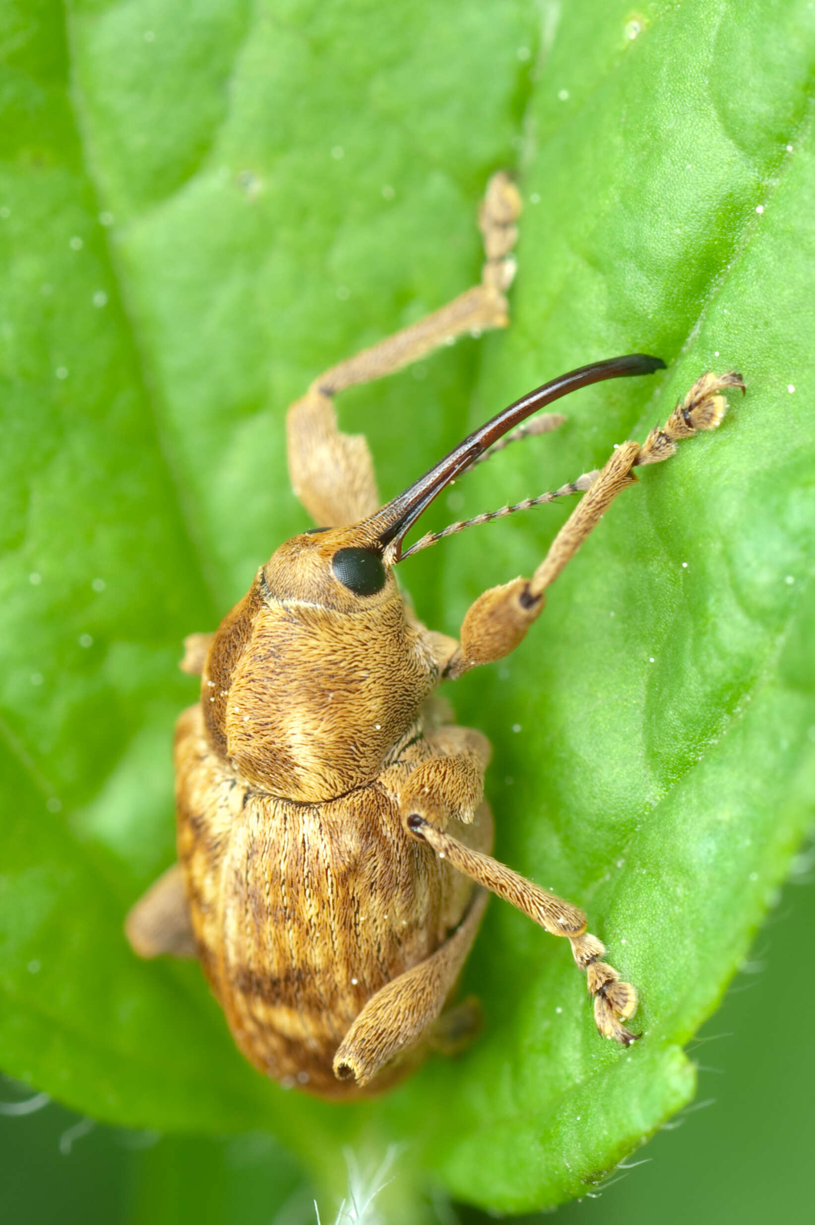 Imagem de Curculio