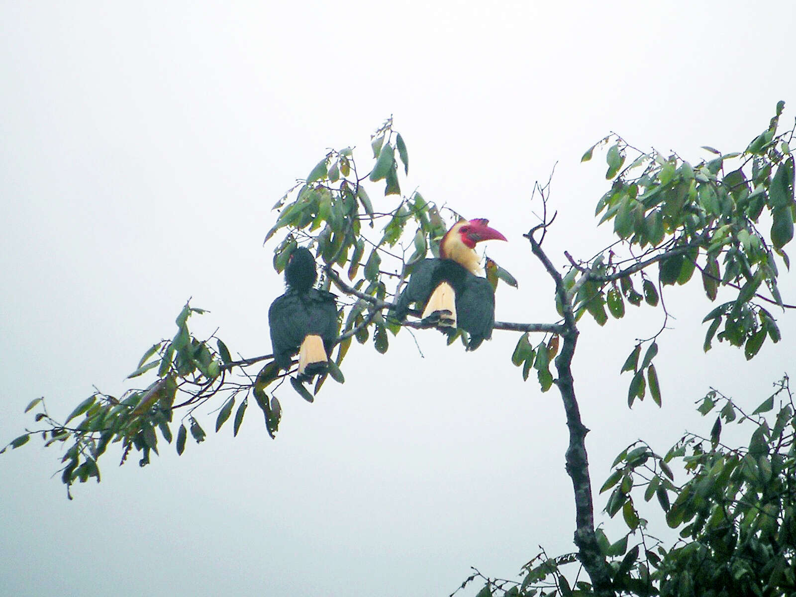 Image of Writhed Hornbill