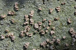 Image of peppermint drop lichen