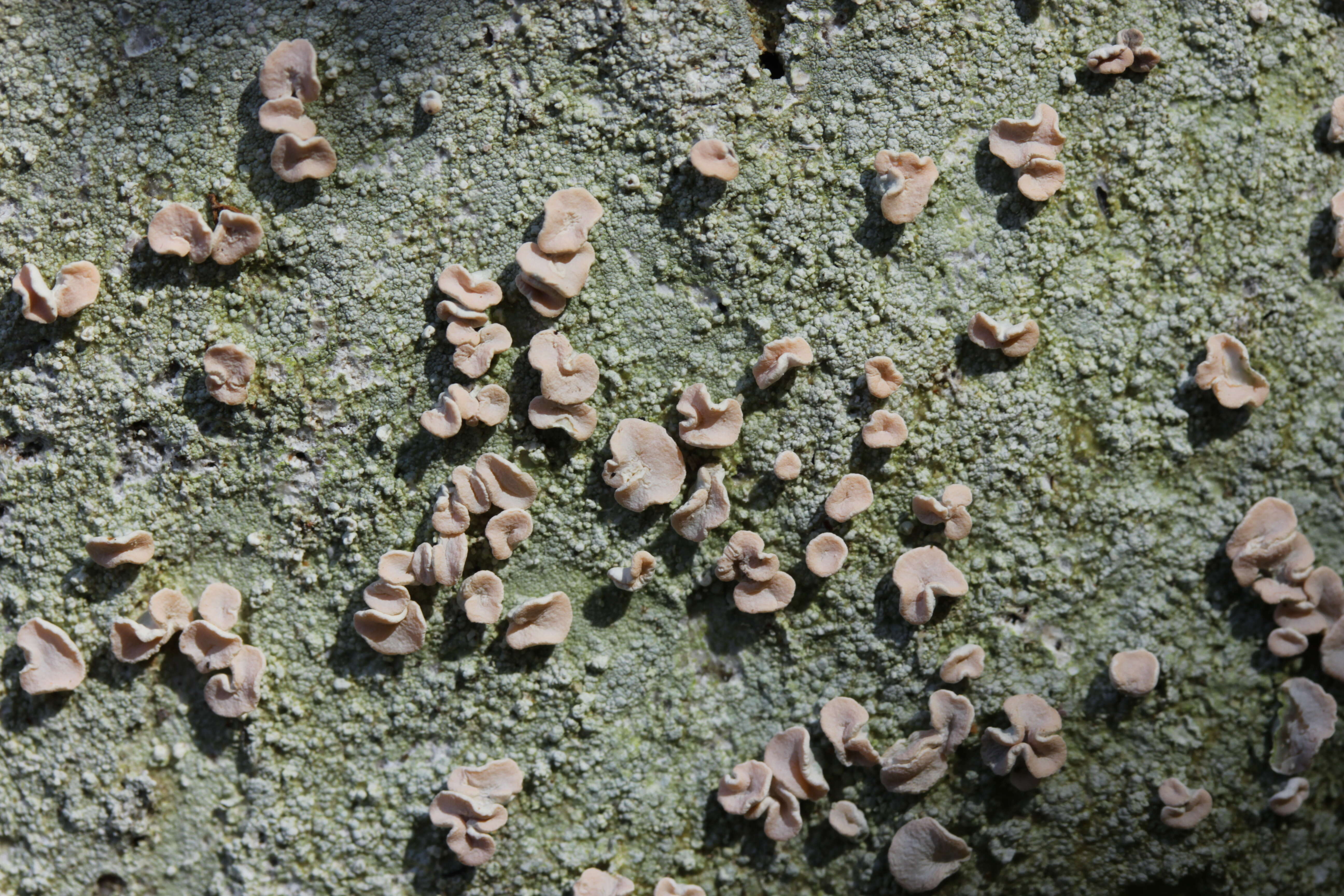 Image of peppermint drop lichen