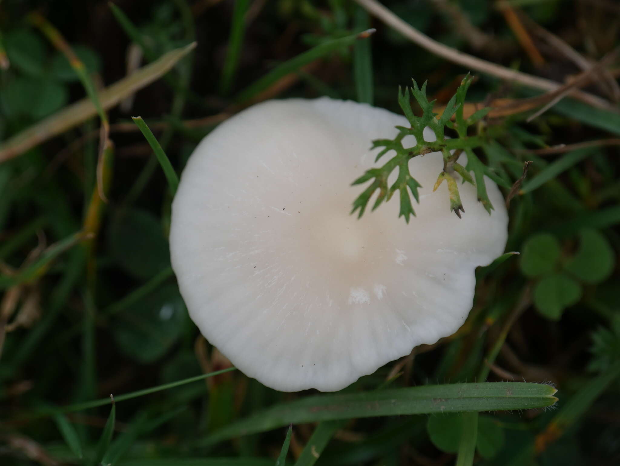 Image of Snowy Waxcap