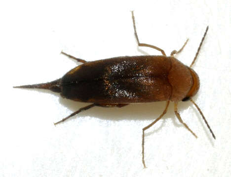 Image of Mordellistena neuwaldeggiana