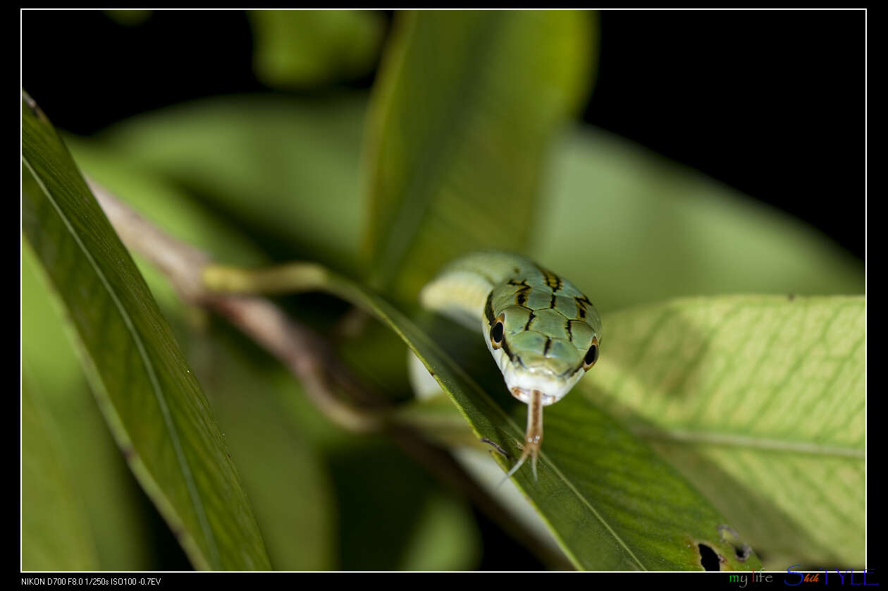 Imagem de Gonyosoma frenatum (Gray 1853)