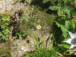 Image de Tolpis barbata (L.) Gaertn.