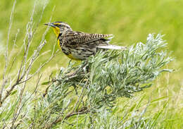 Image of Western Meadowlark