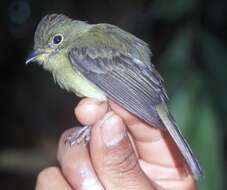 Image of Orange-crested Flycatcher