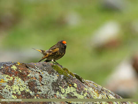 Image of Fire-fronted Serin