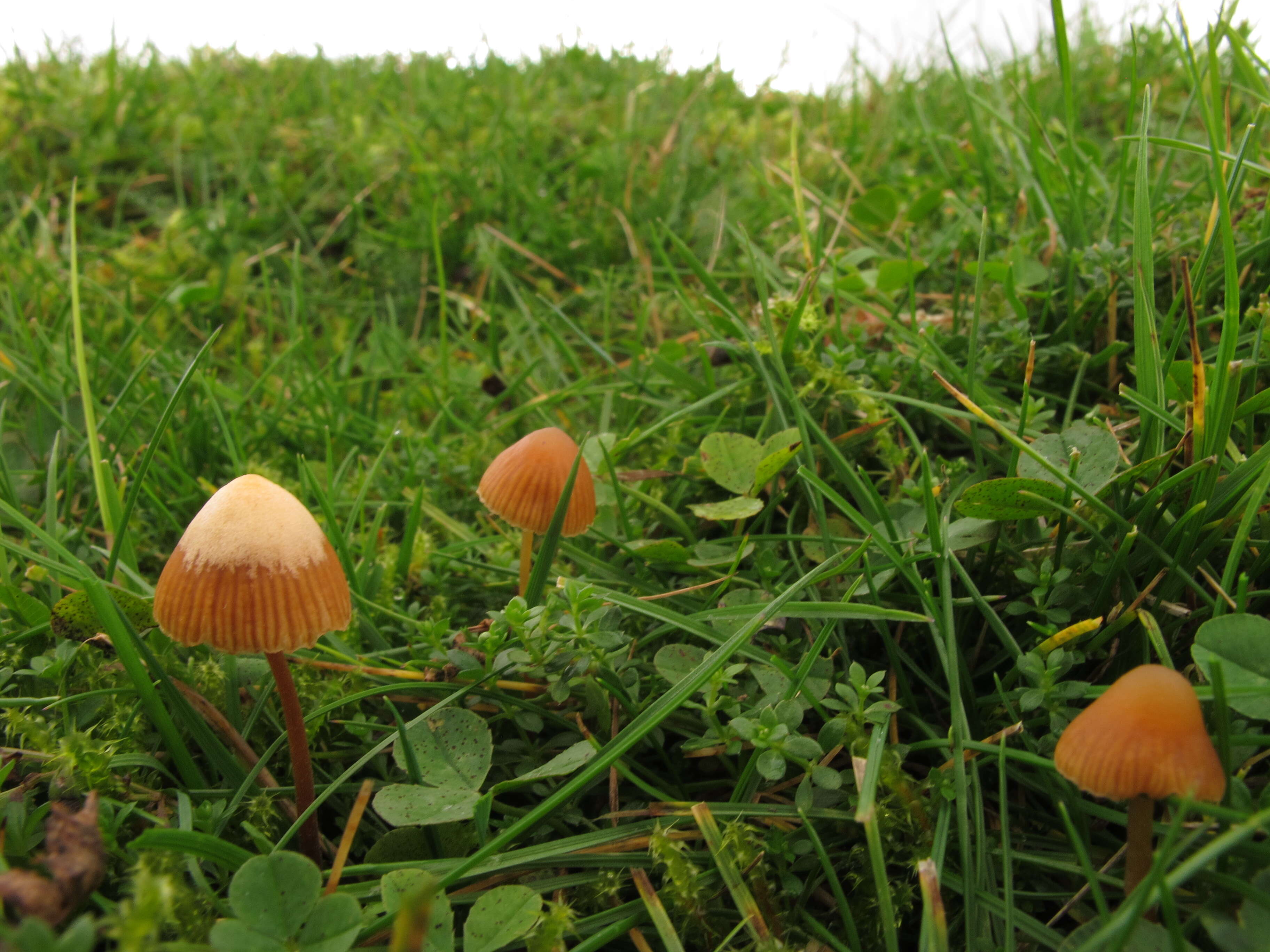 Imagem de Galerina graminea (Velen.) Kühner 1935