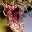 Image of Bulbophyllum agastor Garay, Hamer & Siegerist