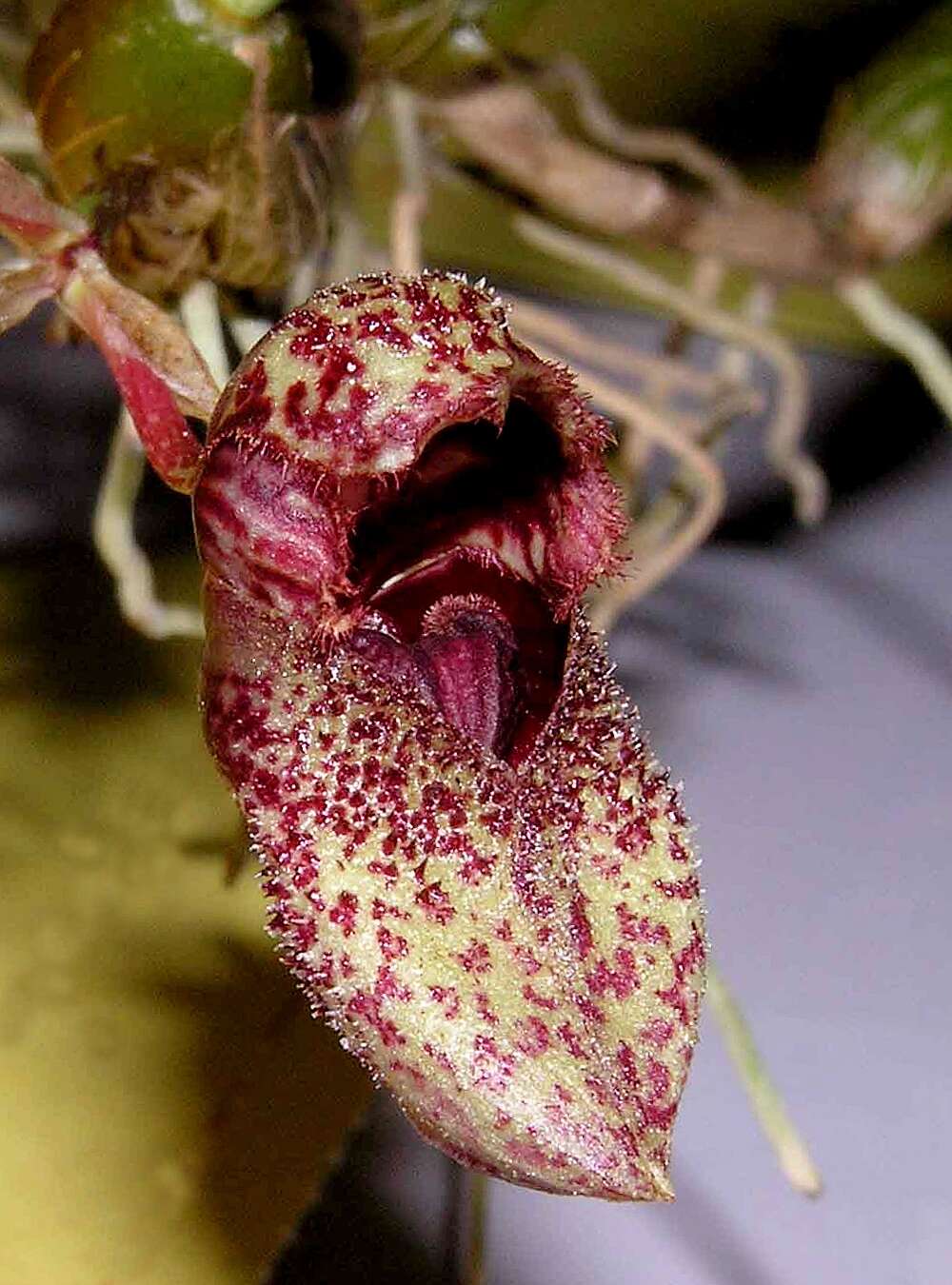 Image of Bulbophyllum agastor Garay, Hamer & Siegerist