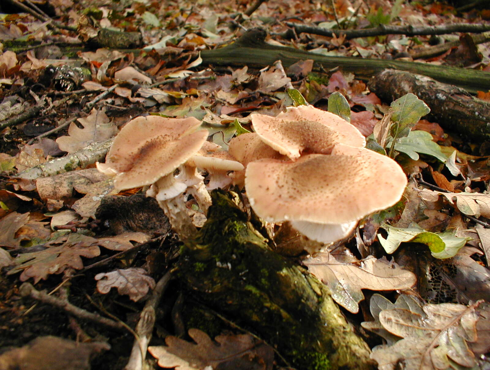 Image of Honey Fungus