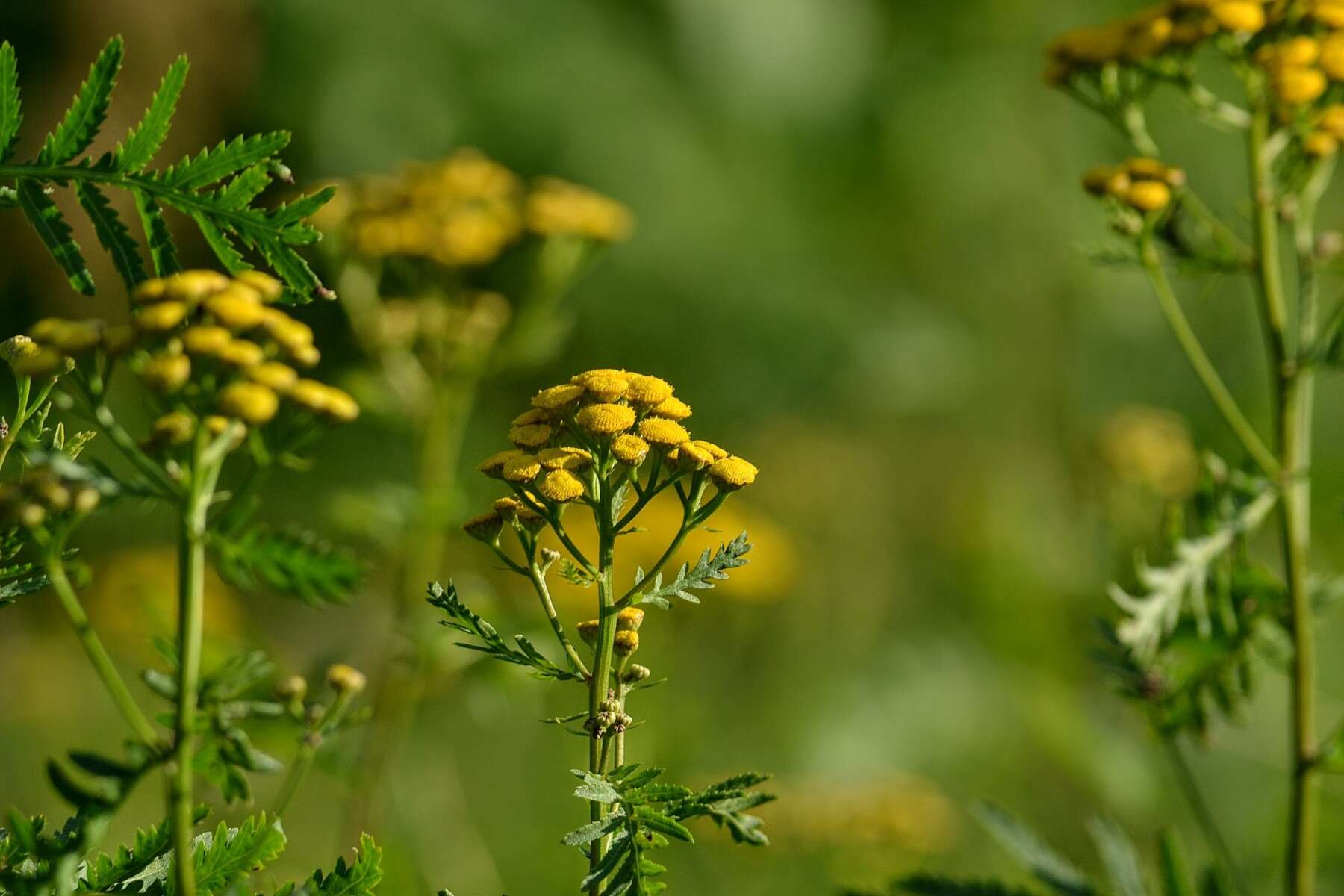 Image of common tansy