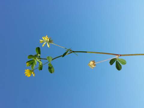 Image of Lesser Hop Trefoil