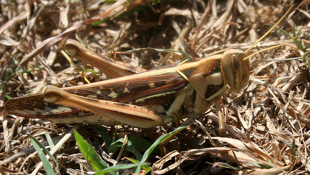 Image of Cyrtacanthacris tatarica (Linnaeus 1758)