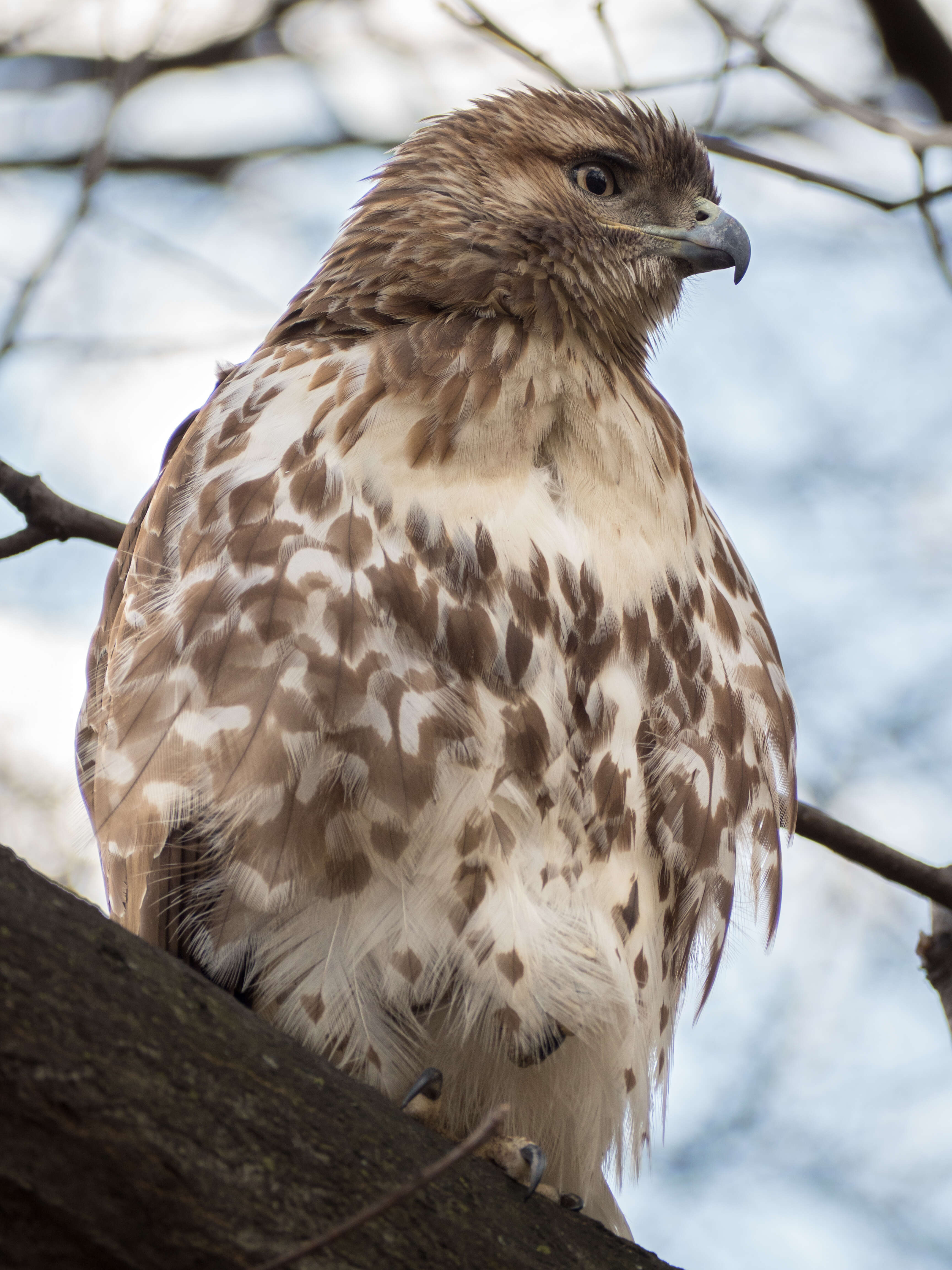 Image of Eastern Red-tailed Hawk