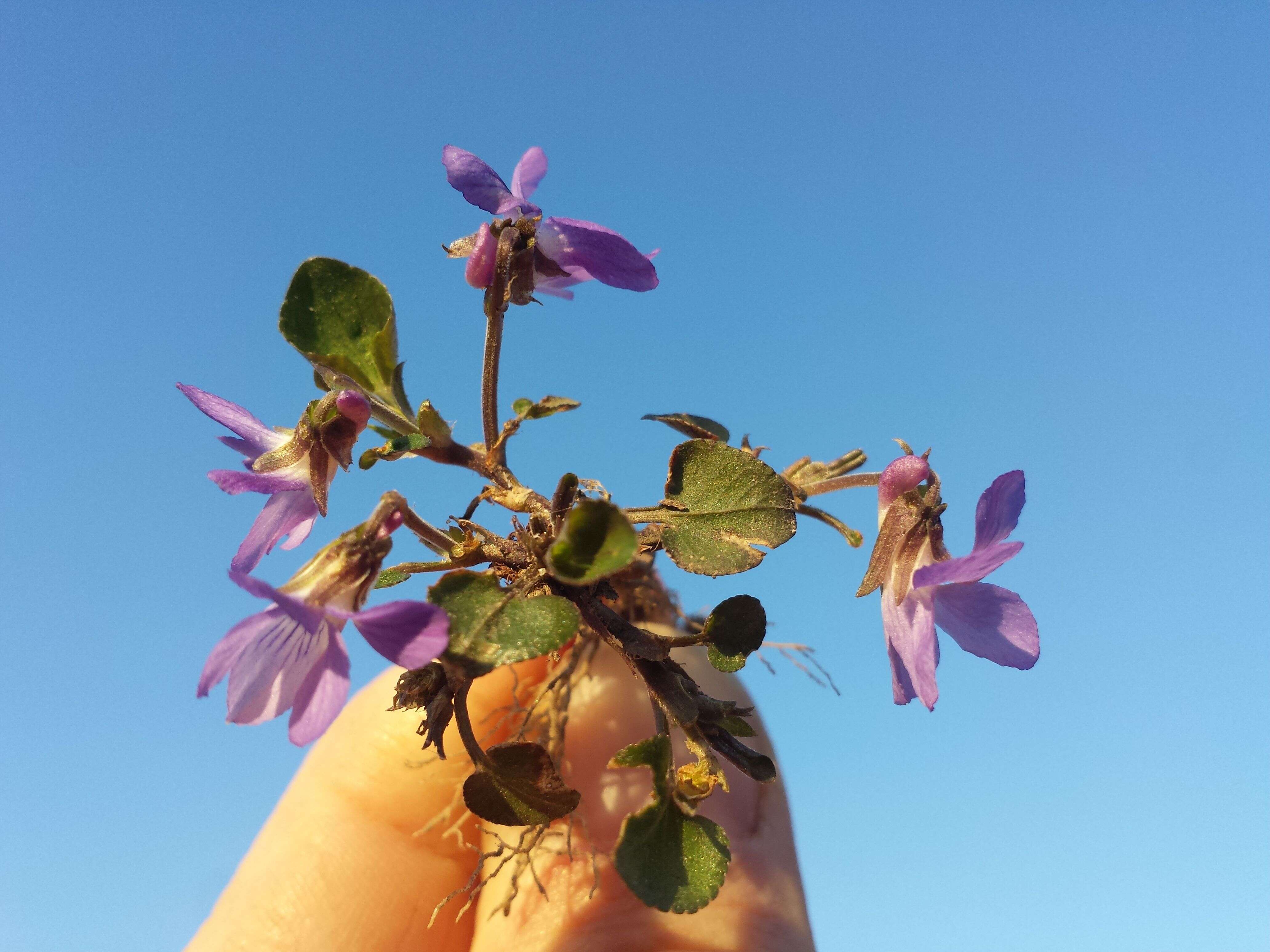 Image of teesdale violet