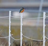 Image of Common Kingfisher