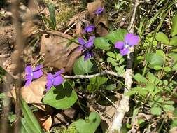 Image of common blue violet