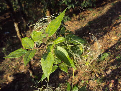 Image of Clematis javana DC.