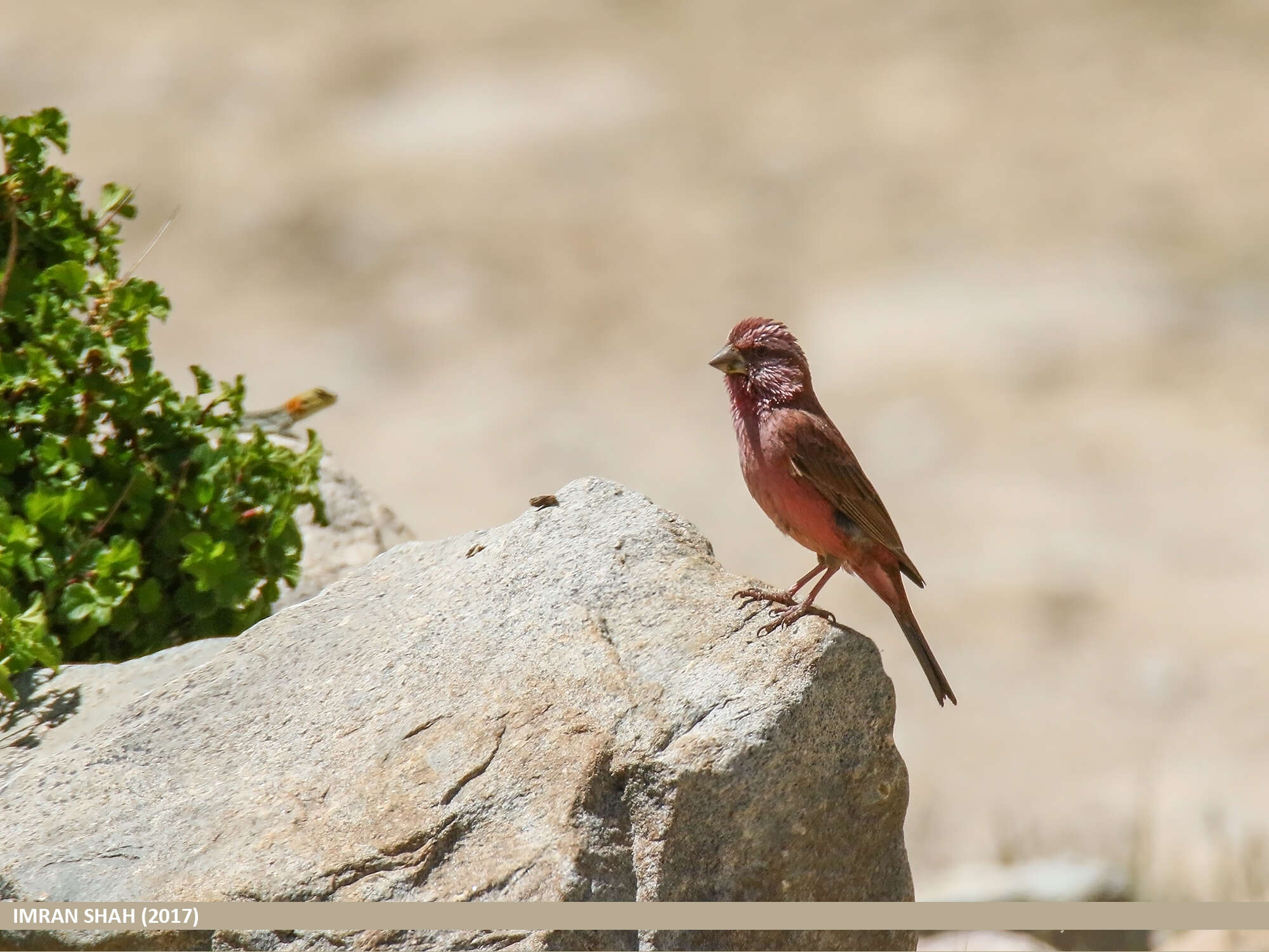 Plancia ëd Carpodacus rhodochlamys (Brandt & JF 1843)