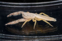 Image of Pike Slender Jumper