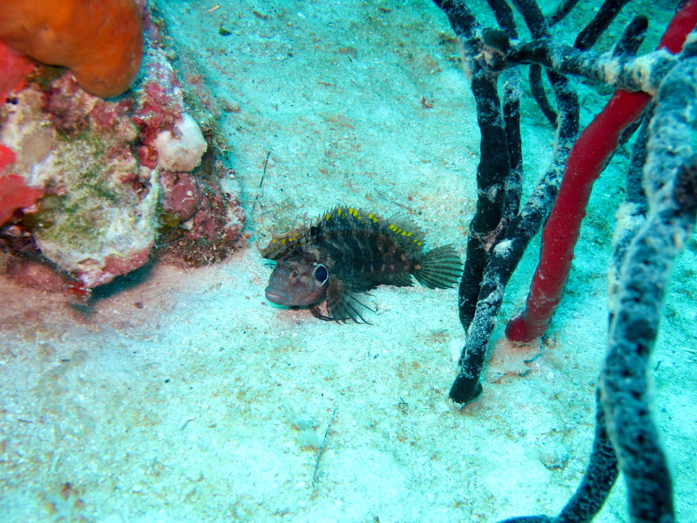 Image of Quillfin Blenny