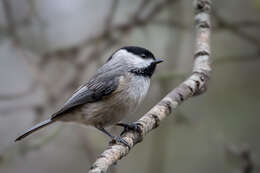 Image of Carolina Chickadee