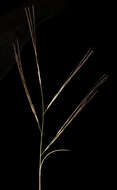 Image of bunch kerosene grass