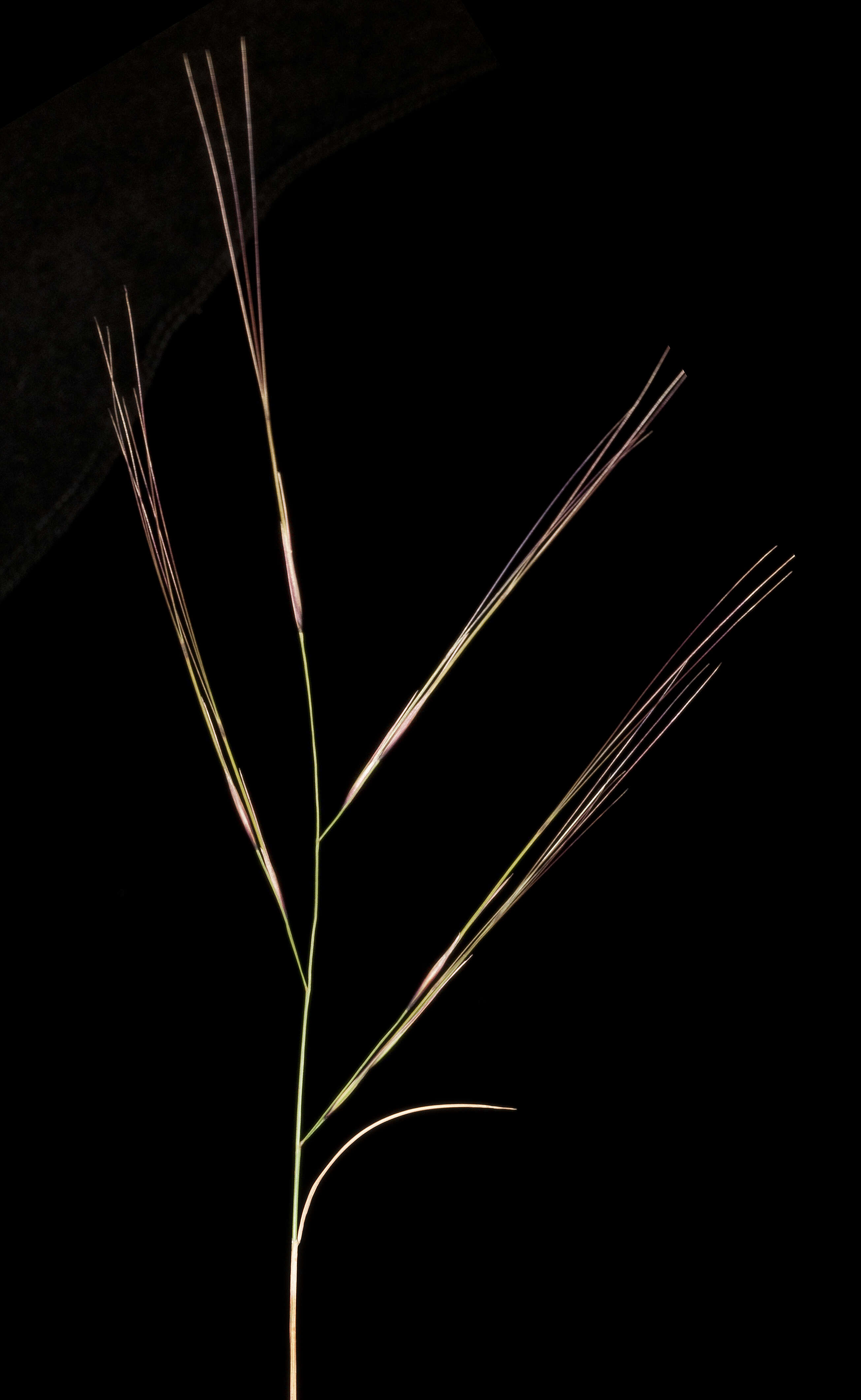 Image of bunch kerosene grass