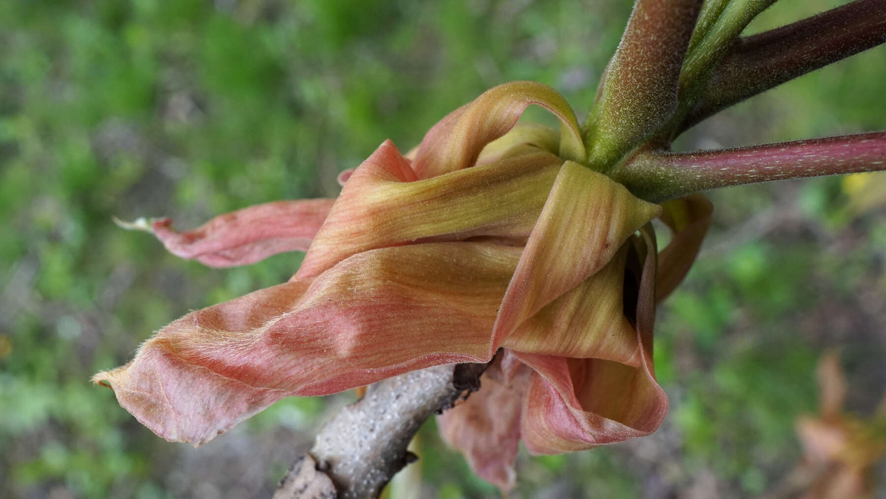 Image of shellbark hickory