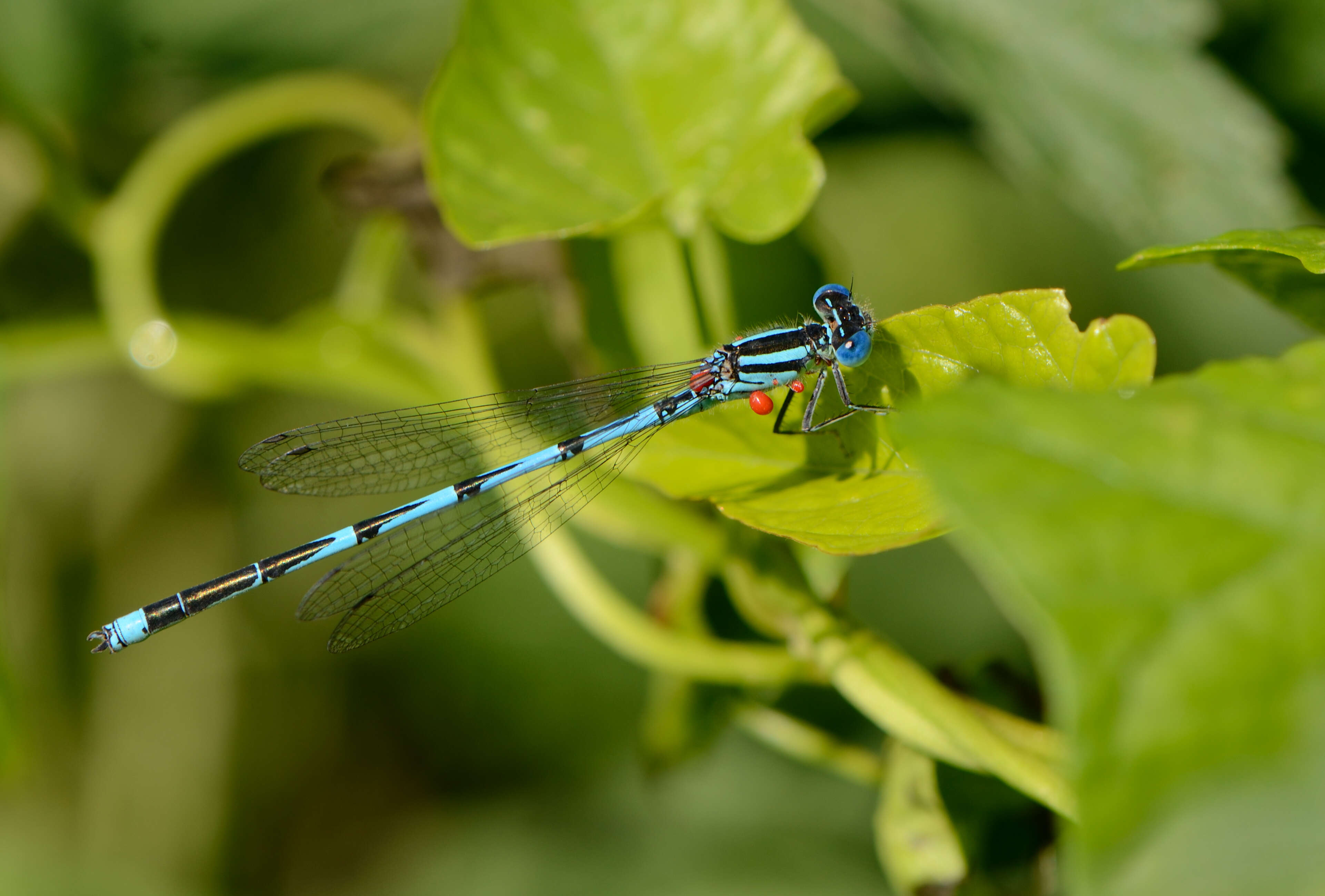 Image of Hydrachnidiae