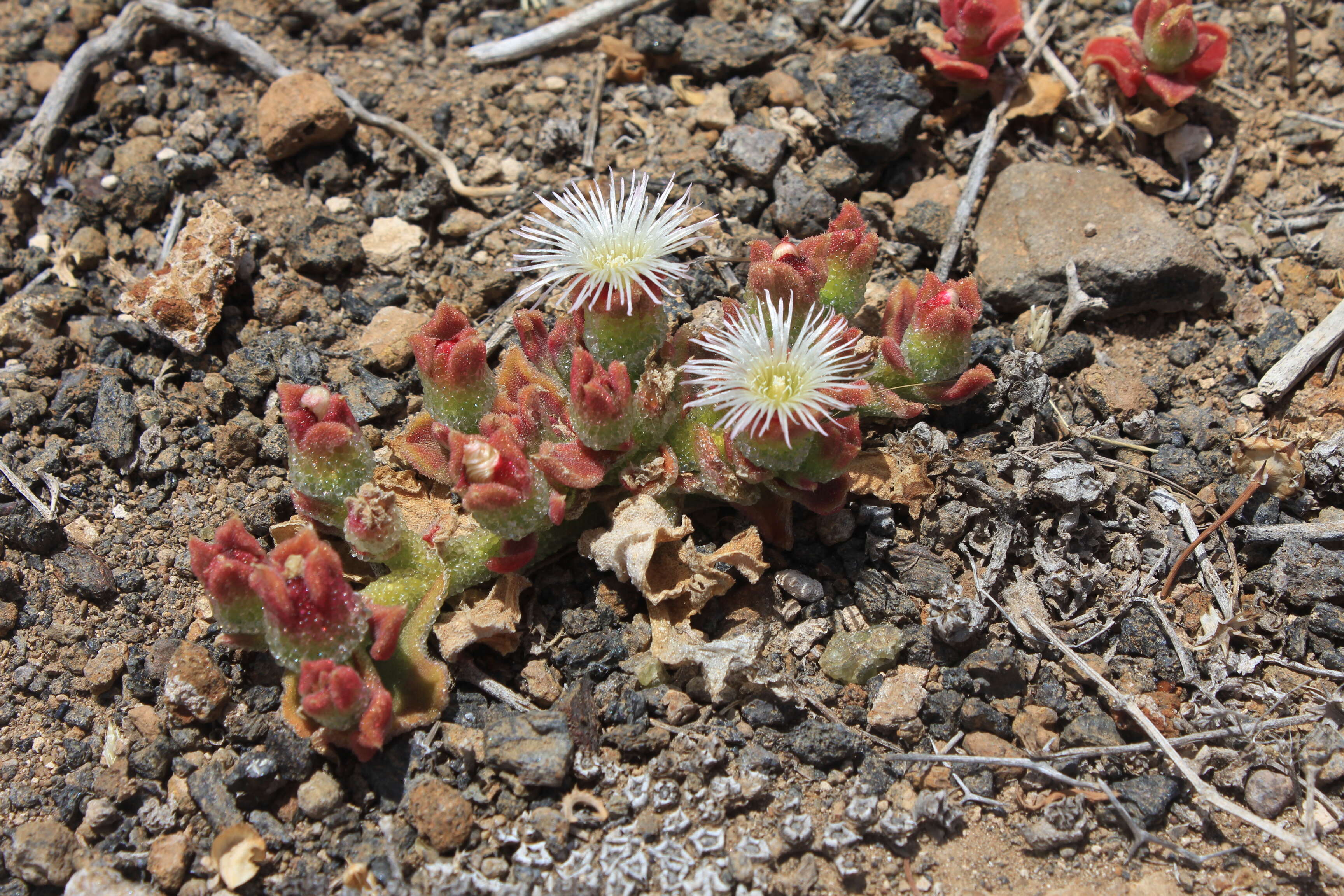 Image of common iceplant