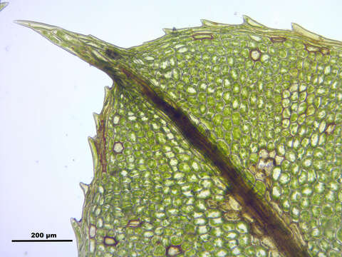 Image of intermediate plagiomnium moss