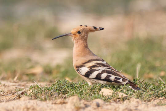 Image of Upupa Linnaeus 1758