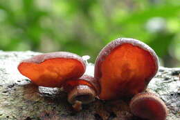 Image of ear fungus