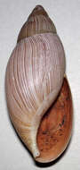 Image of Oleacinoidea H. Adams & A. Adams 1855