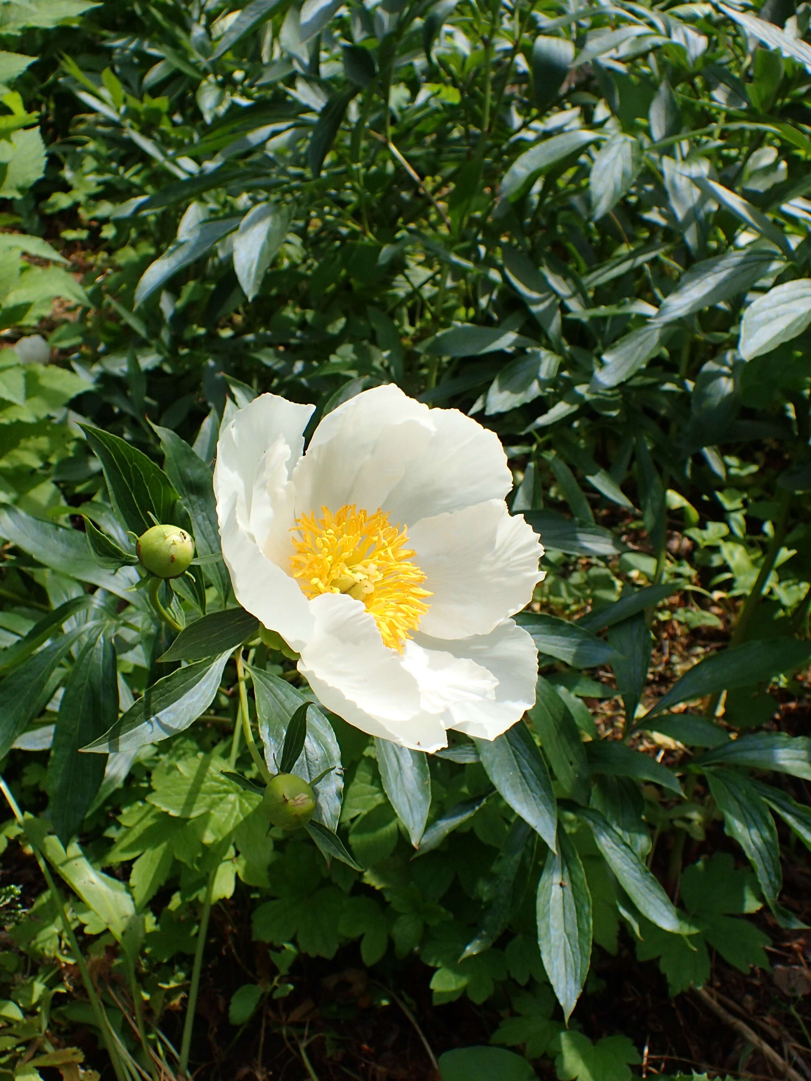 Plancia ëd Paeonia lactiflora Pall.