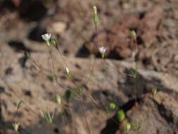 Image of northern linanthus